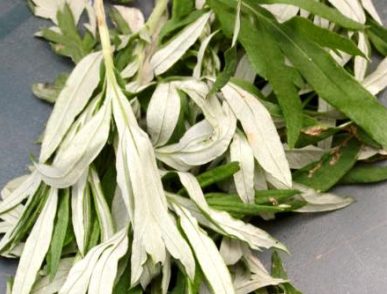 Artemisia verlotiorum - pagina inferiore della foglia