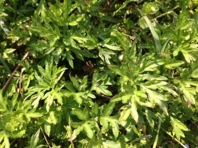 Artemisia vulgaris