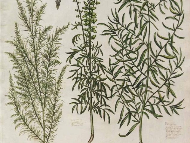 tre specie di artemisia