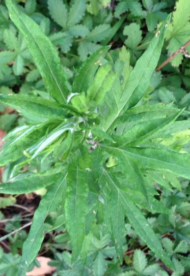 Artemisia verlotiorum