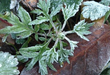 Artemisia verlotiorum in inverno
