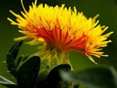 Carthamus tinctorius