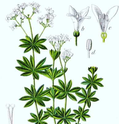 Galium odoratum
