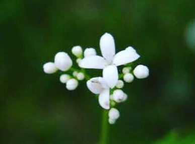 fiore asperula