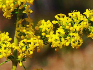 Galium