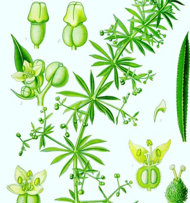 Galium