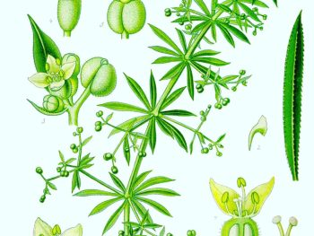 Galium