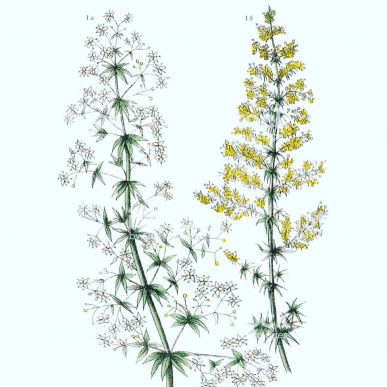 Galium