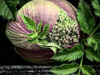 Angelica archangelica