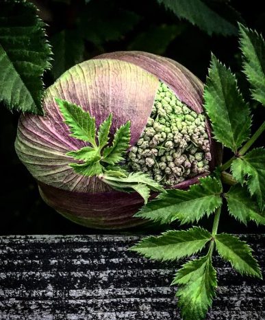 Angelica archangelica