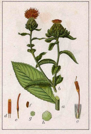 Carthamus tinctorius