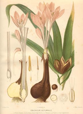 Colchicum autumnale (tossico)