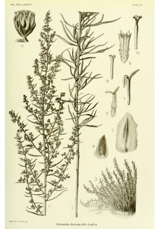 Artemisia dracunculus