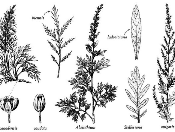 diverse specie di artemisia