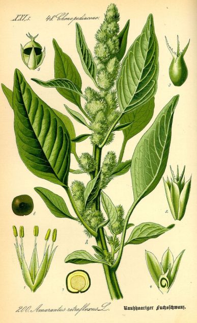 amaranto scheda botanica