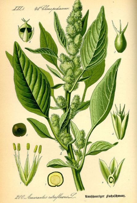 amaranto scheda botanica