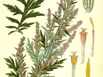 Artemisia vulgaris
