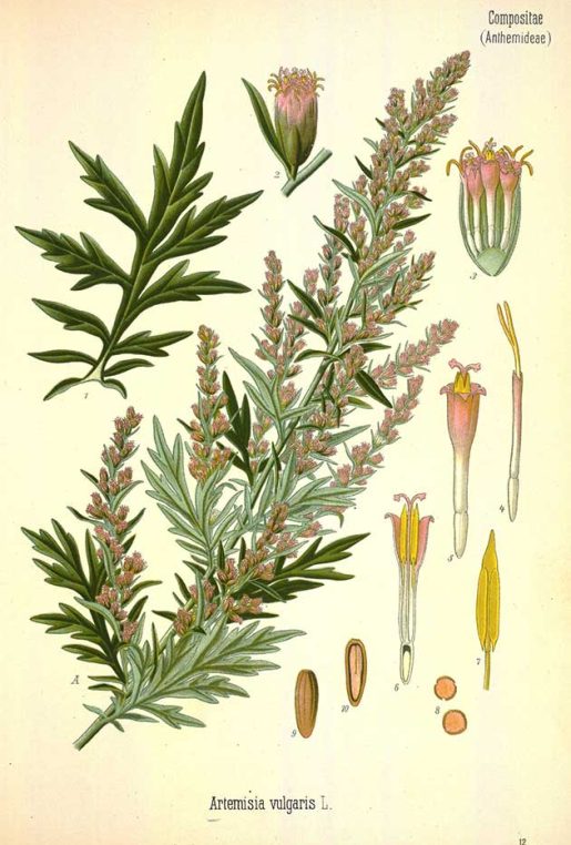 Artemisia vulgaris
